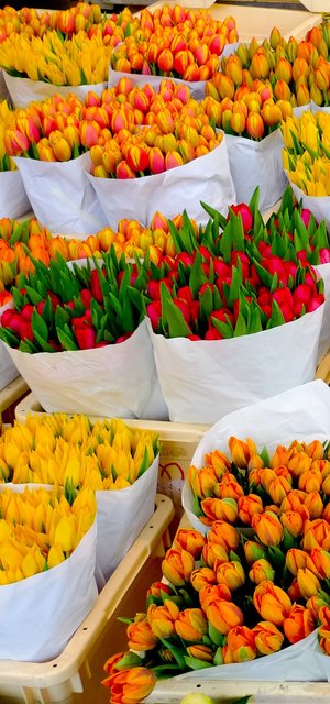Tulpenmarkt in Amsterdam, Niederlande