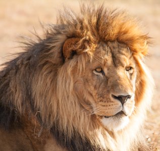 Löwenmännchen Löwenmännchen