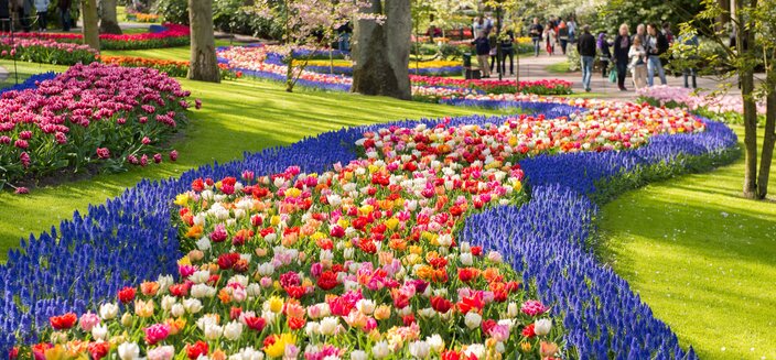 Alena -Tulpenpracht auf dem Keukenhof, Niederlande