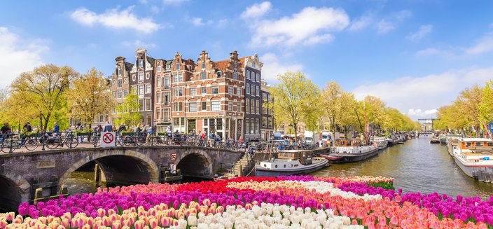 Amadea -Blumen in Amsterdam, Niederlande