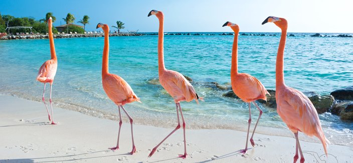 Amadea -Flamingos an den Karibischen Traumstränden auf Aruba