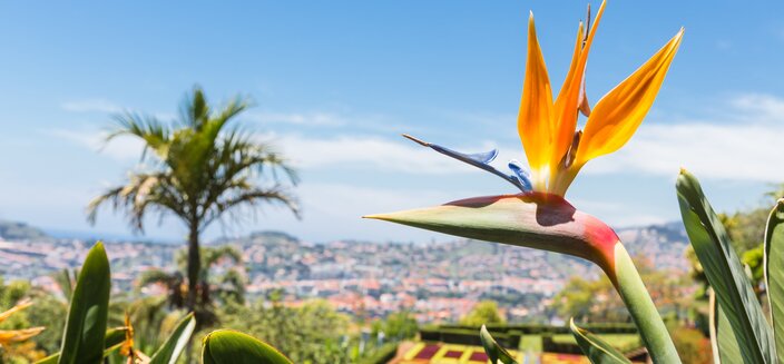 Amadea -Strelitzie mit Blick auf Funchal auf Madeira, Portugal
