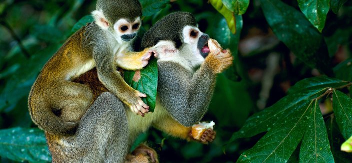 Amazon Clipper Premium -Affen im Amazonasgebiet, Brasilien