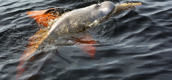 Amazon Clipper Premium -Amazoansdelfin, Brasilien