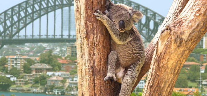 Amera -Koala in Sydney, Australien