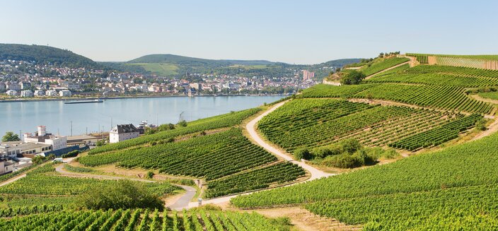 Anna Katharina -Weinberge in R&uuml;desheim, Deutschland