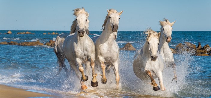 Annabelle -Pferde in der Camargue, Frankreich