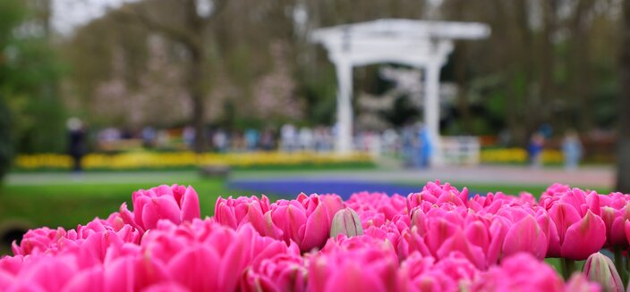 Annika -Keukenhof Impressionen