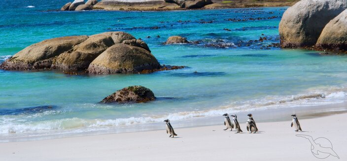 Artania -Boulders Beach, Südafrika