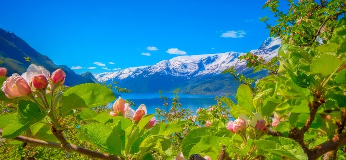 Artania -Die Apfelblüte im Hardangerfjord, Norwegen