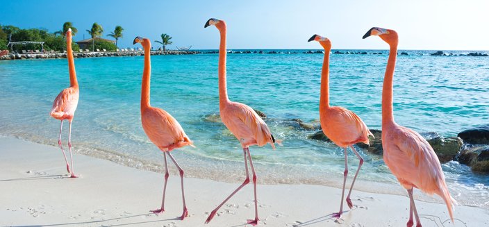 Artania -Flamingos an den Karibischen Traumstränden auf Aruba