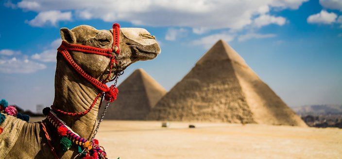 Artania -Kamel vor den Pyramiden von Gizeh in Ägypten