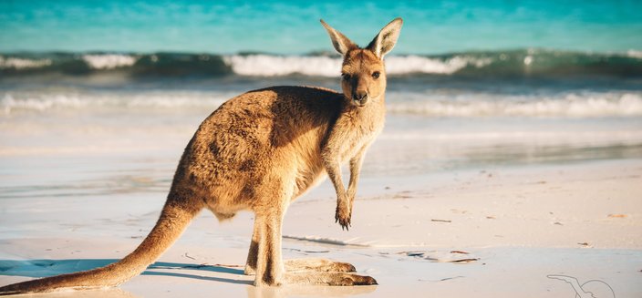 Artania -Kanguru am Strand in Esperance, Australien
