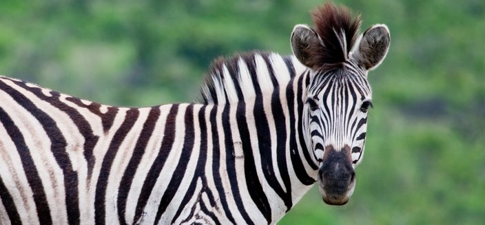Artania -Zebras in der Savanne
