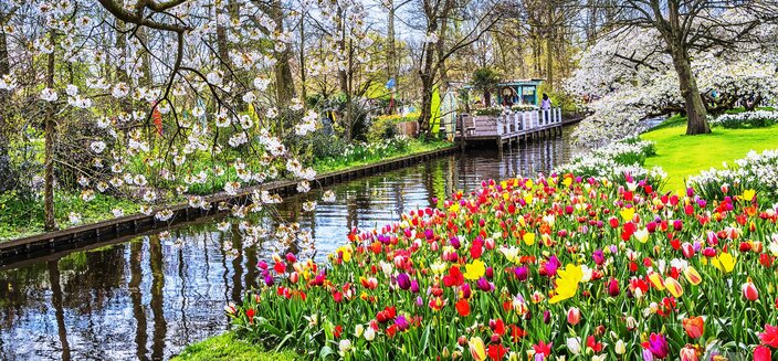Asara -Tulpen auf dem Keukenhof, Niederlande