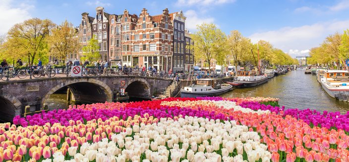 Aurelia -Blumen in Amsterdam, Niederlande