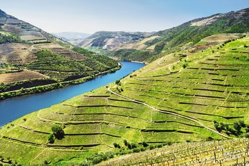 Weinberge bei Pinhao, Portugal