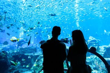 Zu Besuch im Aquarium