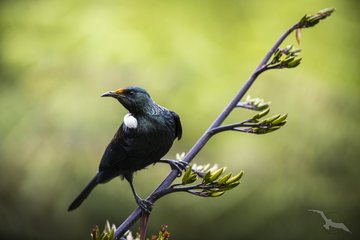 Tui, eine neuseeländische Vogelart