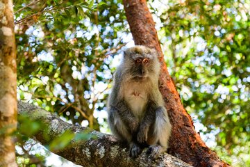 Affe auf Langkawi