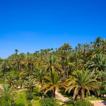 Palmengarten in Elche, Spanien