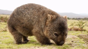 Wombat, Australien