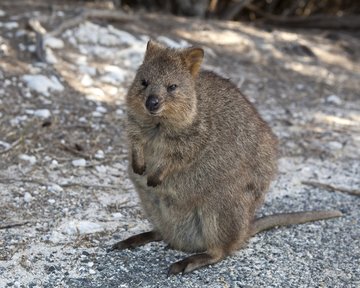 Quokka