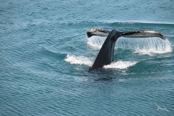 Walfinne über der Meeresoberfläche