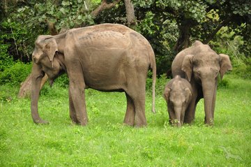 Asiatische Elefantenfamilie