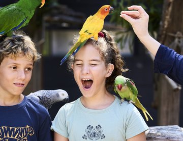 Mooloolaba, Botanischer Garten Vogel Welt
