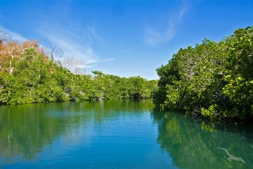Fluss schlängelt sich durch Mangroven