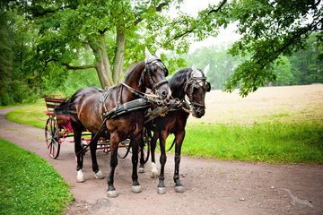 Pferdekutschenfahrt
