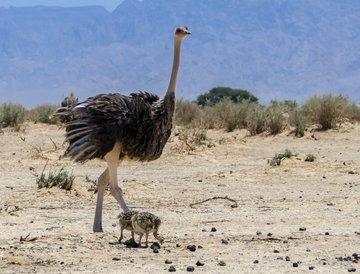 Vogelstrauß mit Kleinen im Kibbuz Lotan, Israel