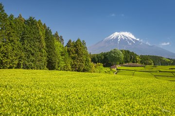 Teeanbau in Shizuoka, Japan