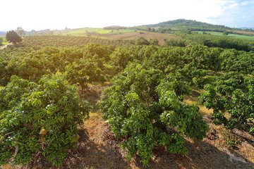 Mango Plantage, Indien