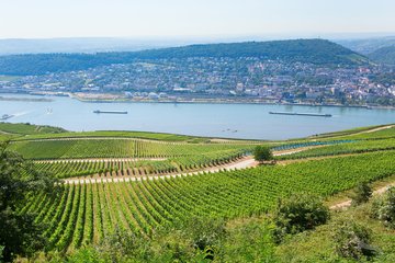 Weinreben in Rüdesheim, Deutschland