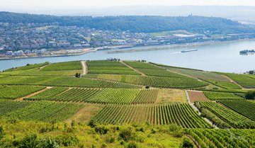 Weinberge und Musikkabinett