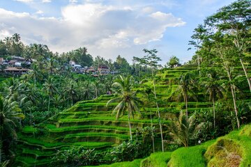 Tegallalang Reisterrassen, Bali