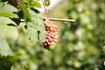 Traubenstock in Cochem, Deutschland