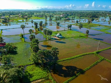 Reisfelder in Sihanoukville, Kambodscha