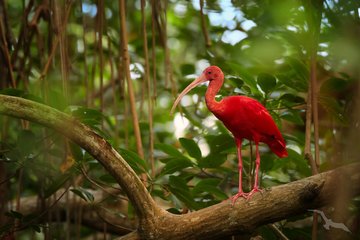 Roter Ibis im Regenwald