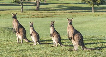Kängurus, Australien