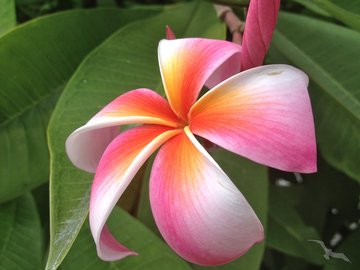 Bunte Frangipani Blume