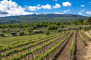 Weinberge in Sizilien, Aetna