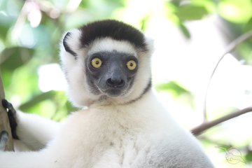 Madagaskar