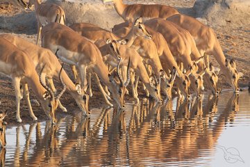 Impalas am Wasserloch
