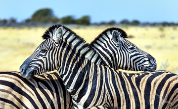 Zebras