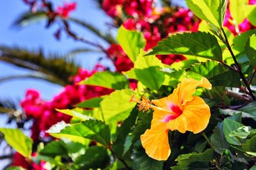 Bunte Hibiskus-Blüten