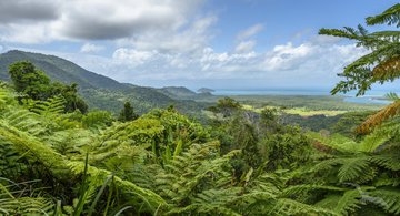 Daintree Nationalpark in Queensland, Australien
