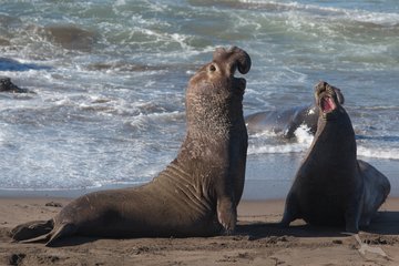 See-Elefanten am Strand